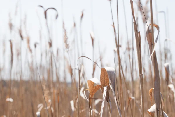 Spikelet 배경 — 스톡 사진