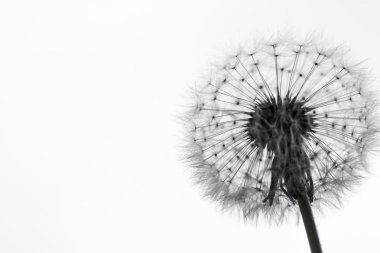 siyah ve beyaz karahindiba siluet