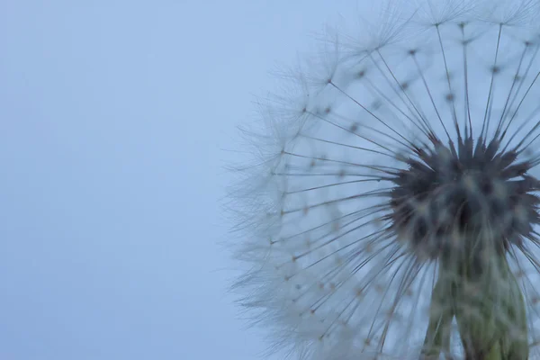 Silhueta de dente de leão no fundo azul — Fotografia de Stock