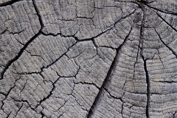 Abstraktní strukturu stromu řez — Stock fotografie