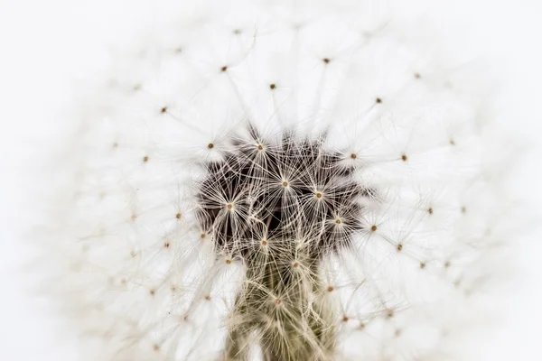 Bílý Pampeliška closeup — Stock fotografie