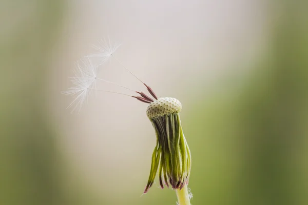 Trzy ostatnie nasiona na biel dandelion — Zdjęcie stockowe