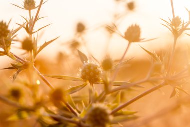 günbatımı diken üzerinde