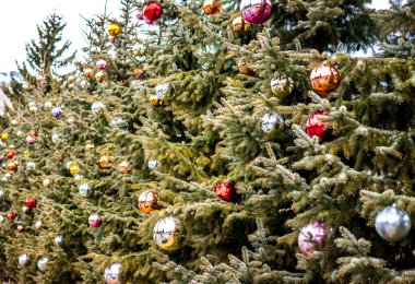 renkli dekorasyon topları üzerinde Noel ağaçları