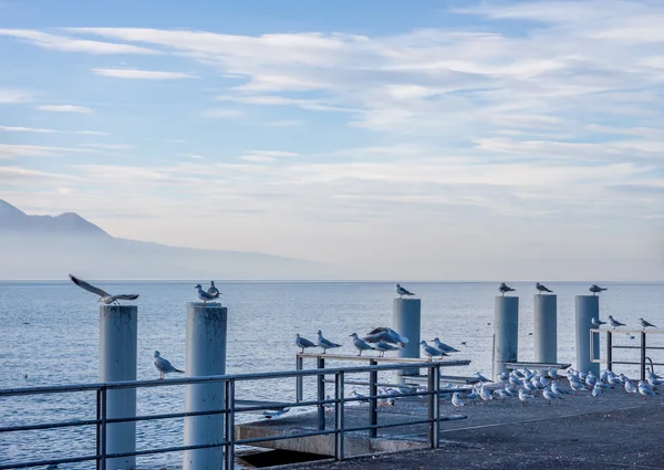 Hermosa vista sobre el lago y los Alpes de Ginebra — Foto de Stock