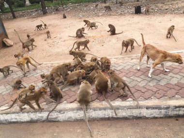 Bir grup maymun yerde yemek için yarışıyor..