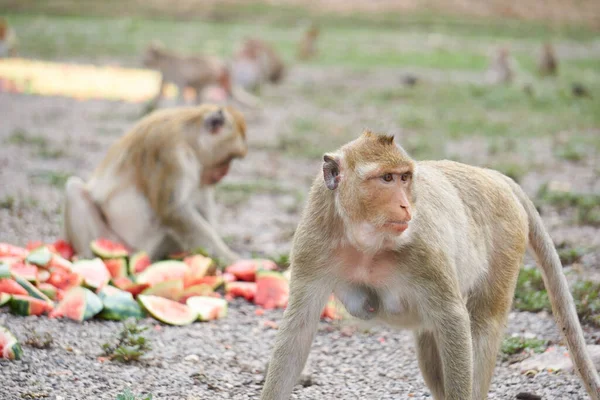 Opičí Samice Dívá — Stock fotografie