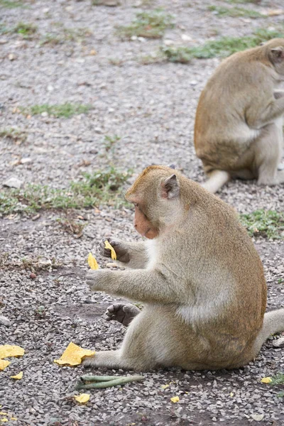 猴子坐在那里看糖果 — 图库照片