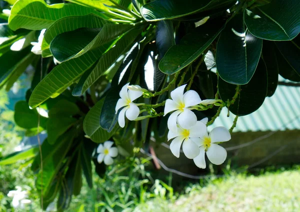 Białe Kwiaty Zamazanym Zielonym Tle Liści Plumeria — Zdjęcie stockowe