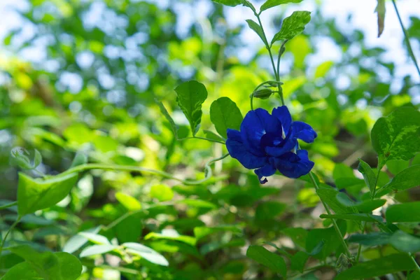 Blauw Paarse Bloemen Het Hout Vlindererwt Blauwe Erwt — Stockfoto