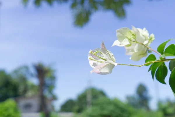 Paarse Witte Bloem Met Wazige Lucht Boom Achtergrond — Stockfoto