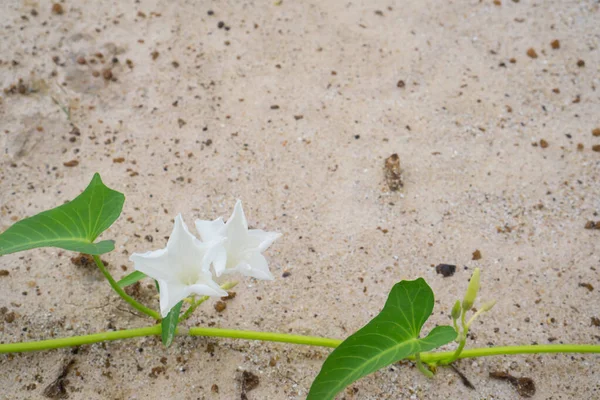 水菠菜在地上 — 图库照片#