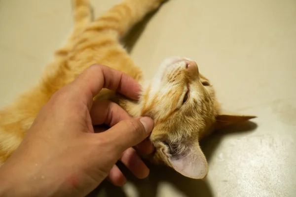 Kedi Uyurken Kediyle Oynayan Kedi Çenesini Tırmalayan Bir Adam — Stok fotoğraf