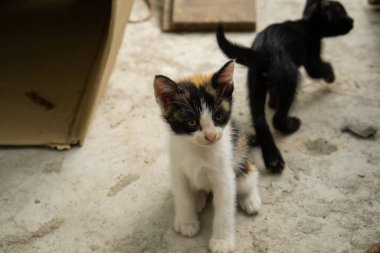 Küçük kedi yavrusu orada oturmuş bakıyor..