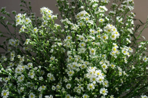 白花背景的棉铃虫针叶树绿色植物 — 图库照片