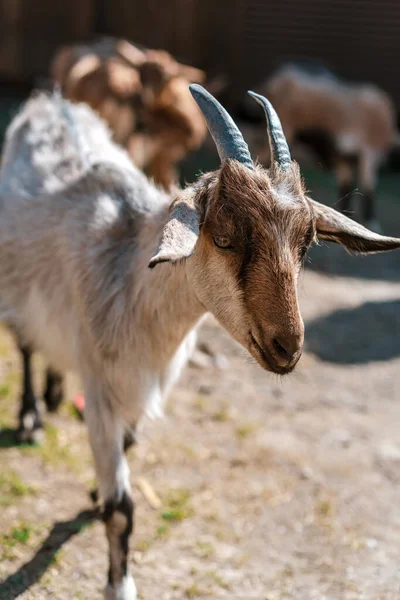 Közelkép Egy Vicces Kecskéről — Stock Fotó