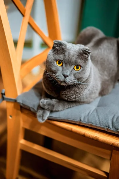 苏格兰品种灰猫坐在家中内部的一张木制椅子上 — 图库照片