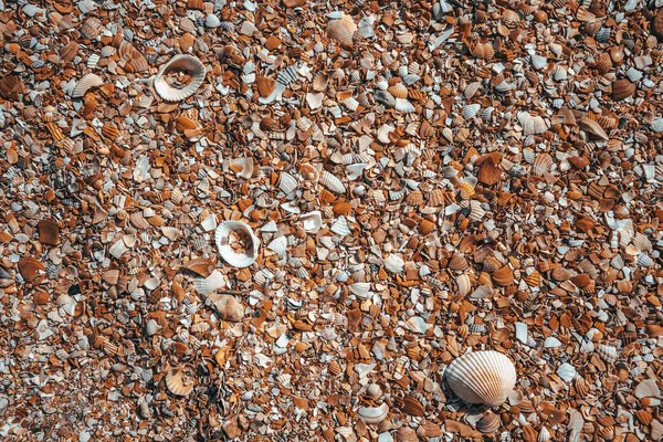 Pláž Pokrytá Mušlemi Pozadí Obrázek Mušlí Zblízka Fotografované — Stock fotografie