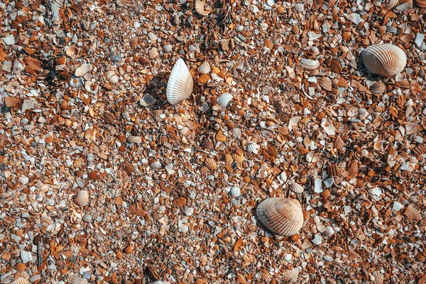 海滩上布满贝壳 海贝壳的背景图像 — 图库照片