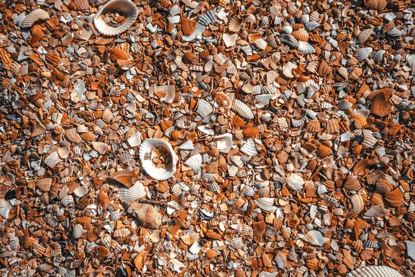 Strand Bedekt Met Schelpen Achtergrond Beeld Van Schelpen Nauw Gefotografeerd — Stockfoto