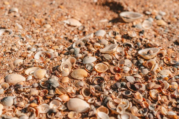 Strand Bedekt Met Schelpen Achtergrond Beeld Van Schelpen Nauw Gefotografeerd — Stockfoto