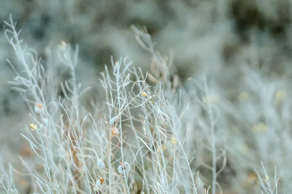夕日の光の中でほこりっぽい白い草の上の貝殻 自然な背景 — ストック写真