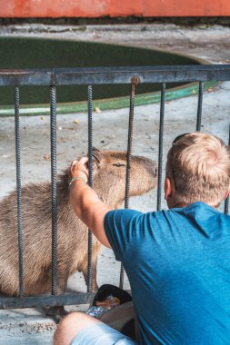 Capybara enjoys socializing with a man, a young man stroking a capybara through the bars at the zoo clipart