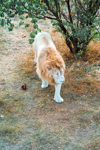 Leeuw Loopt Langs Het Pad Het Gedroogde Gras Dierentuin — Stockfoto