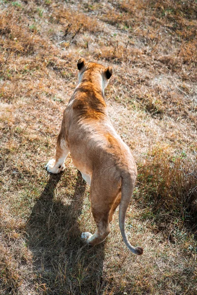 Leone Cammina Lungo Sentiero Sull Erba Secca Nello Zoo — Foto Stock