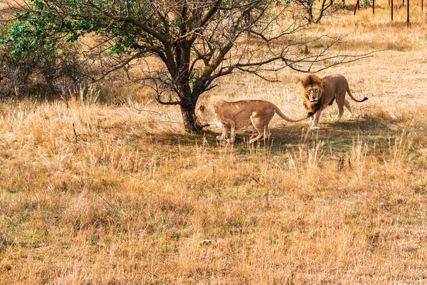 Lion Mane Lioness Relax Together — Stock Photo, Image