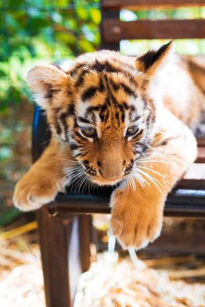 Lindo Cachorro Tigre Cerca Concepto Protección Los Derechos Animales —  Fotos de Stock