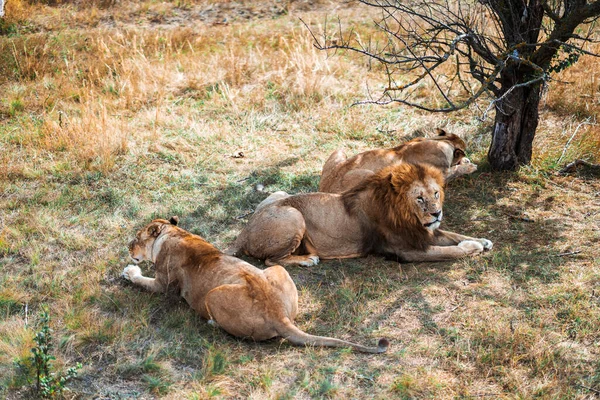 León Con Melena Una Leona Relajan Juntas —  Fotos de Stock