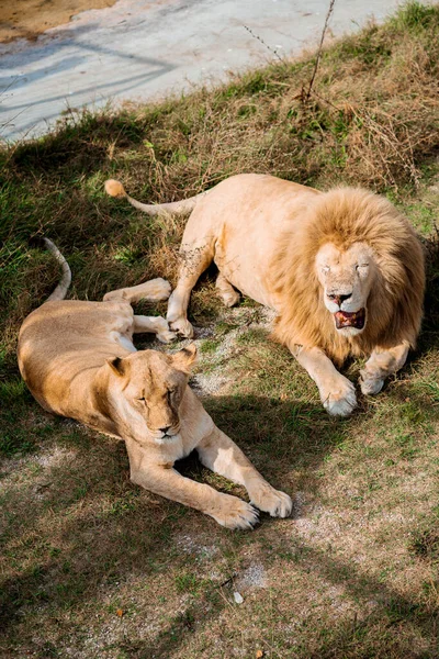 Leone Con Una Criniera Una Leonessa Rilassano Insieme — Foto Stock