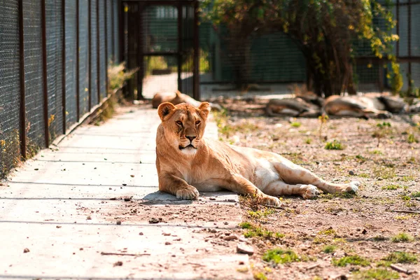 Lwica Odpoczywająca Słońcu Zoo Zagrodzie — Zdjęcie stockowe