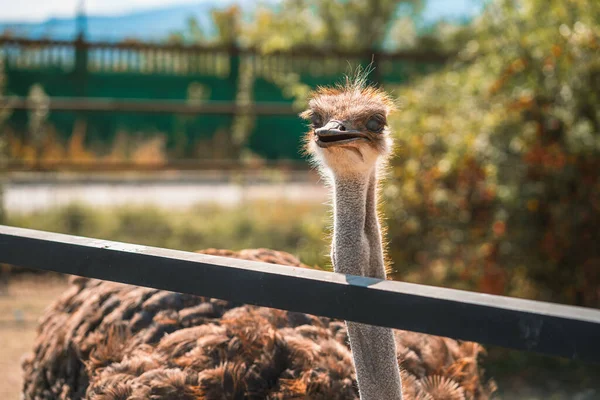 Strauß Aus Nächster Nähe Tier Und Tierrechte — Stockfoto