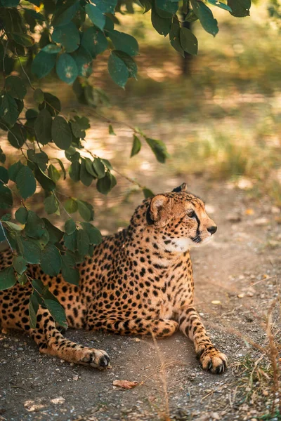 Uma Bela Cheetah Adulta Jaz Chão Zoológico Conceito Protecção Dos — Fotografia de Stock