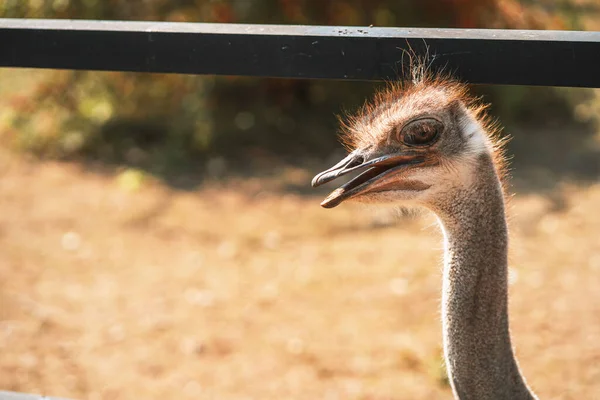 Ostrich face close-up. Wildlife and animal rights