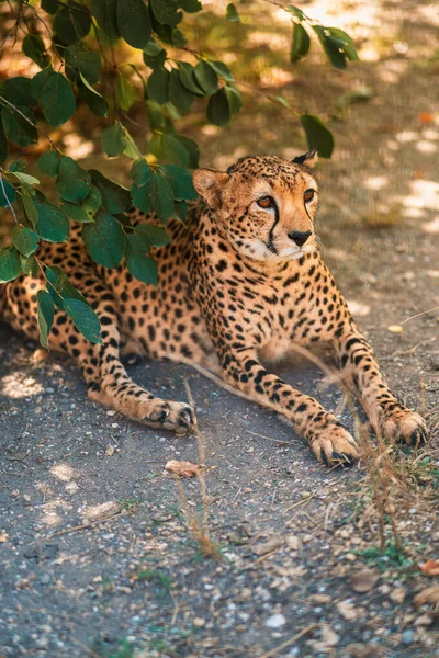 美しい大人のCheetahは動物園の地面にあります 動物の権利保護の概念 ぼやけた細胞と選択的な焦点 — ストック写真