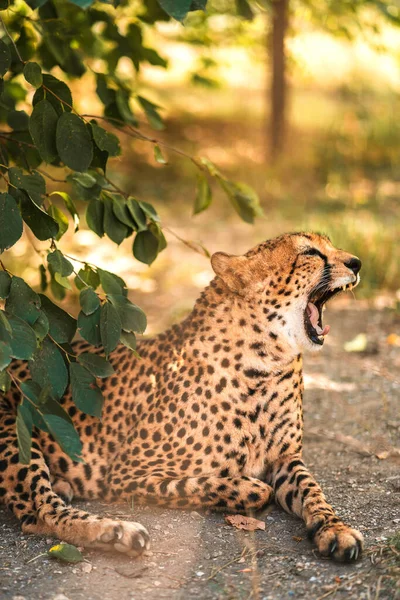 Guepardo Adulto Hermoso Yace Suelo Zoológico Concepto Protección Los Derechos —  Fotos de Stock