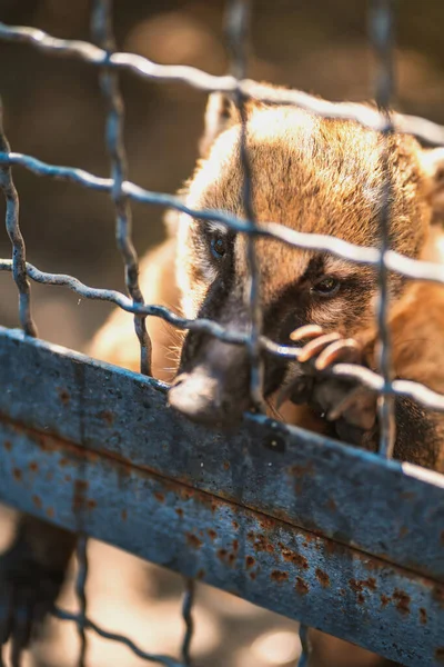 Coati Håller Burens Metallstänger Med Tassarna Och Tigger Mat Selektiv — Stockfoto