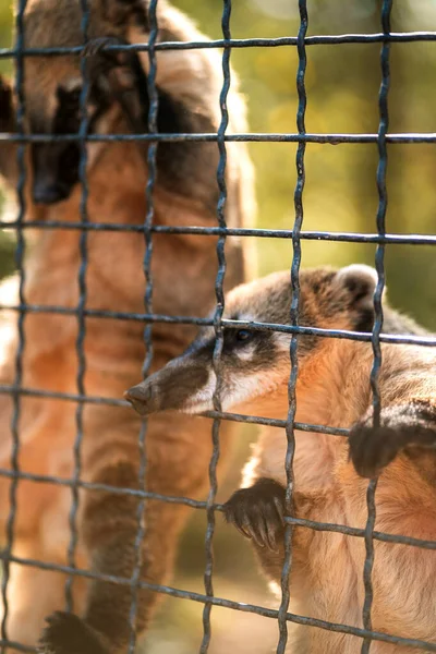 Coati Håller Burens Metallstänger Med Tassarna Och Tigger Mat Selektiv — Stockfoto