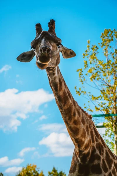 Giraffe Mit Hintergrund Ist Blauer Himmel Bannergröße — Stockfoto