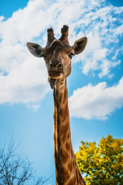 Giraffe Nahaufnahme Gegen Den Blauen Himmel — Stockfoto