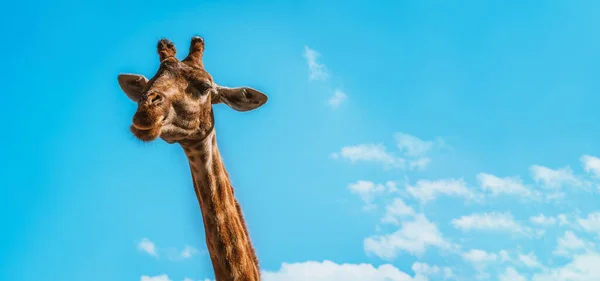 Giraffe Nahaufnahme Gegen Den Blauen Himmel — Stockfoto