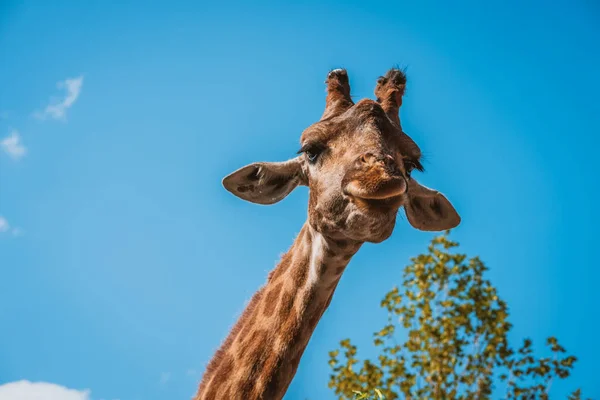 Giraffe Nahaufnahme Gegen Den Blauen Himmel — Stockfoto