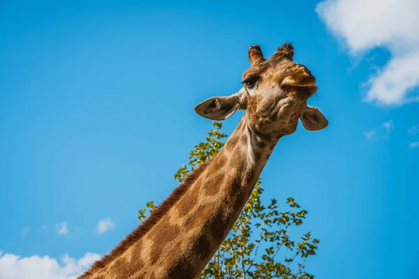 Giraffe Nahaufnahme Gegen Den Blauen Himmel — Stockfoto