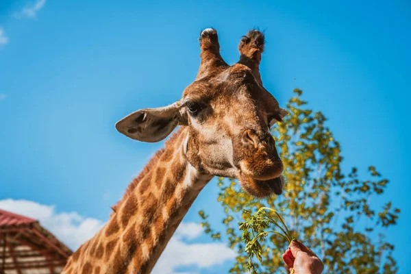 Żyrafa Zbliżenie Przeciw Błękitne Niebo — Zdjęcie stockowe