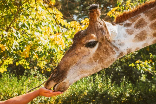 Giraffe Zoo Frisst Dem Besucher Aus Der Hand Nahaufnahme — Stockfoto