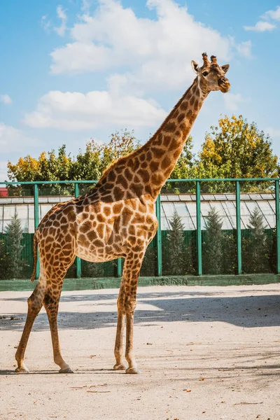 Girafe Pleine Longueur Zoo Par Une Journée Ensoleillée — Photo