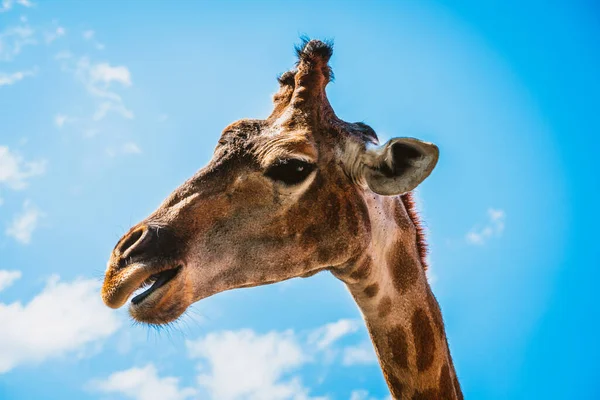 Giraffe Nahaufnahme Gegen Den Blauen Himmel — Stockfoto